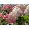 hydrangeas 3567809 1920