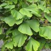 Ginkgo biloba 08 1400x