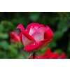 rose 339236 1920