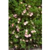 pottentila ruzova profimedia 0182583205