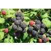 black raspberries