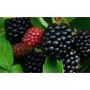 blackberry 4051975 1920