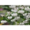 iStock 1415657150 Deutzia Pride of Rochester