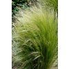 profimedia 0081336949 stipa