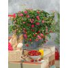 ragoo Rose 'Toscana' (70057675)