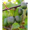minikiwi issai profimedia 0565130028