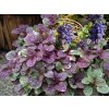 Ajuga reptans Burgundy glow květ+rostlina profimedia 0081135768