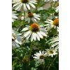 echinacea alba profimedia 0748661669