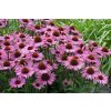 echinacea magnus profimedia 0081170512