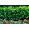 PRUNUS LAUROCERASUS profimedia 0568240901
