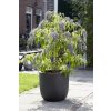 wisteria lane visi165519