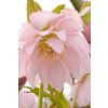 helleborous double pink profimedia 0169156967