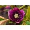 helleborous double purple profimedia 0169156967
