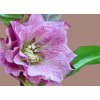 helleborous double red profimedia 0169156967