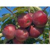 malus spartan profimedia 0077366164