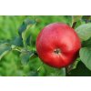 malus melodie profimedia 0014395471