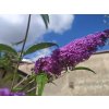 Komule Davidova Buddleja davidii ( motýlí keř)