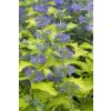 Caryopteris gold crest profimedia 0251098981