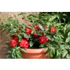Red skin capsicum gardenstar