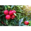 Red spring profimedia 0898270101