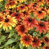 Rudbeckia Autumn Colors