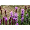Liatris Kobold