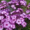 Plamenka latnatá Adessa Purple Star