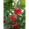 Habanero red ( Chilli ) - sazenice
