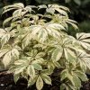 Eleuterokok Sieboldův 'Variegatus'