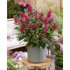 ruby buddleja