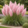 Pampas růžový