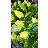 hosta gold standard