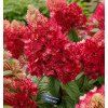 hortenzie wims red