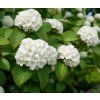 viburnum roseum