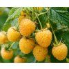 golden everest malina