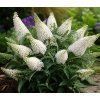 Buddleja davidii 'Little Rockstars'®white