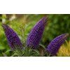 nanho purple