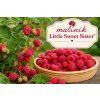 little sweet siseter