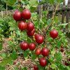 Angrešt ' Crispa® Darling® '