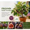 fíkovník ficcolino