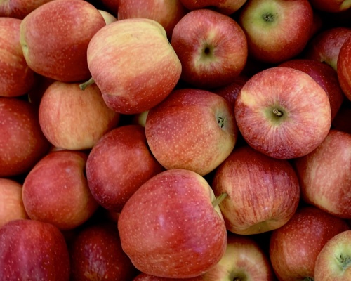 Návod na pěstování jabloní