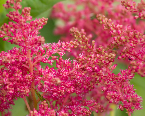 Návod na pěstování čechrav