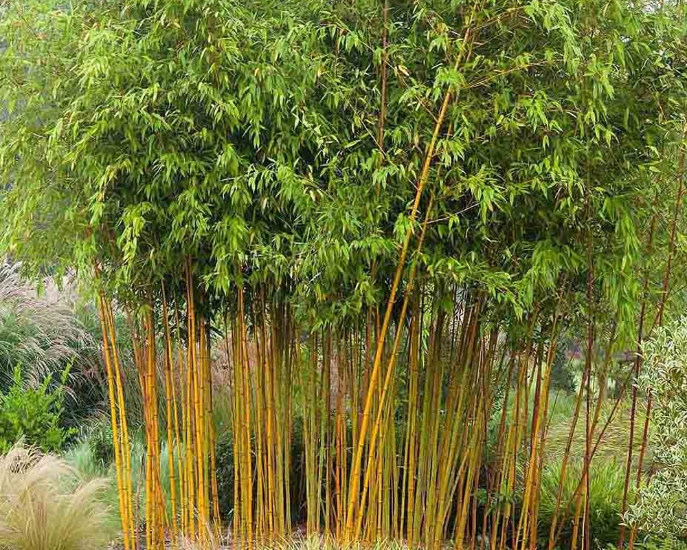 Bambusy