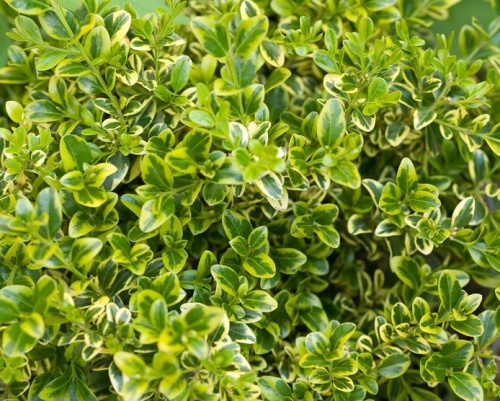 Buxus - zimostráz