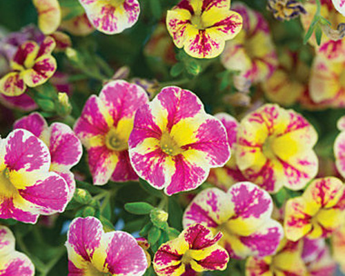 Calibrachoa - Million Bells