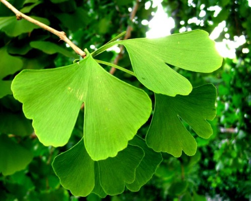 Jinan - Ginkgo biloba