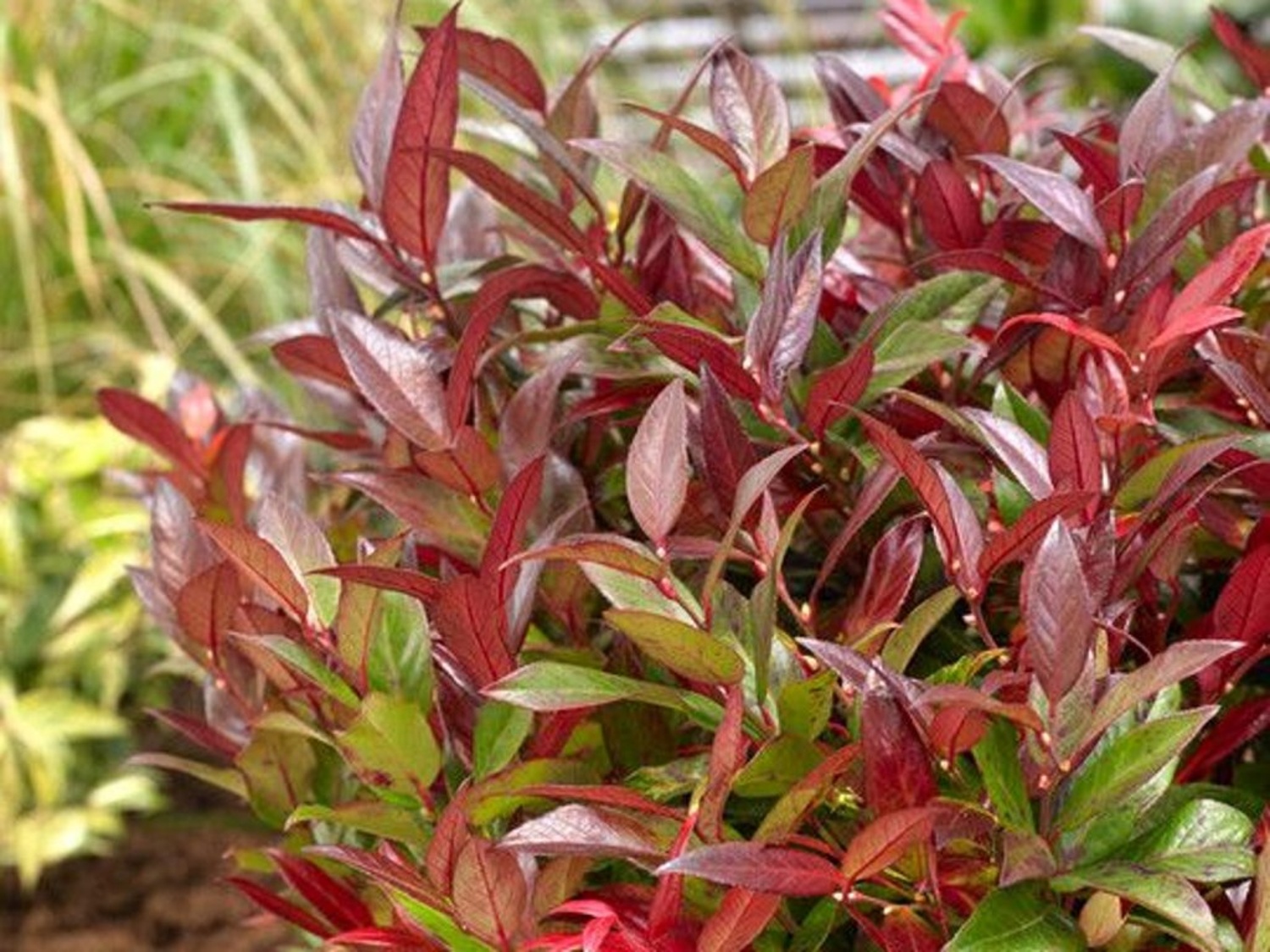 Leucothoe