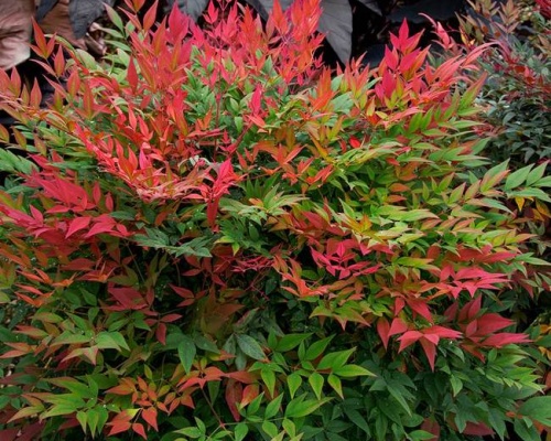 Nandina - nebeský bambus