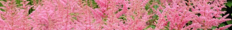 astilbe