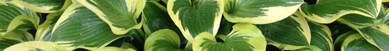 hosta